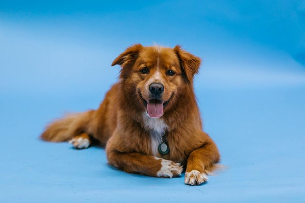 Whisperinghillsfriesians